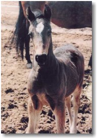 Midnight as a foal