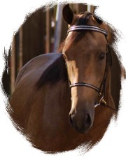 Stallion photo