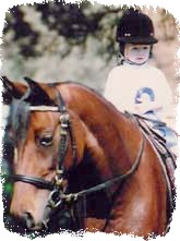 Toddler on bay horse