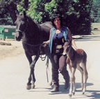HVR Mae West