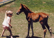 Chestnut Filly